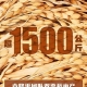 袁隆平哭了！雙季稻畝產(chǎn)超過(guò)3000斤